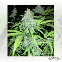 Candy Kush Express Royal Queen Seeds - 5 Seeds