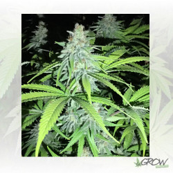 Candy Kush Express Royal Queen Seeds - 5 Seeds