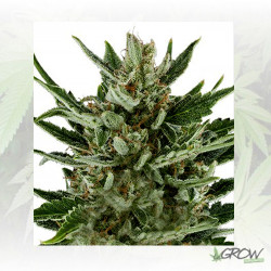 Speedy Chile FF Royal Queen Seeds - 5 Seeds