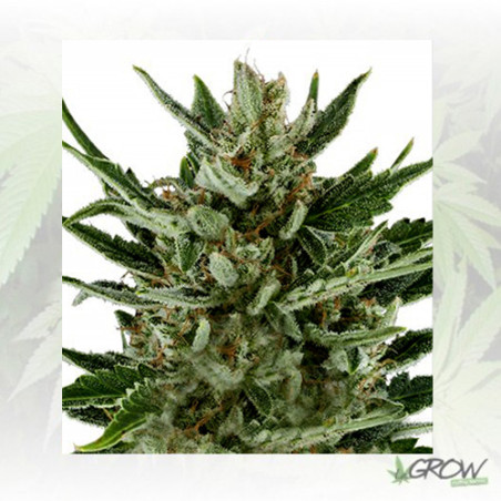 Speedy Chile FF Royal Queen Seeds - 1 Seed