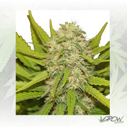 Skunk XL Royal Queen Seeds - 1 Seed