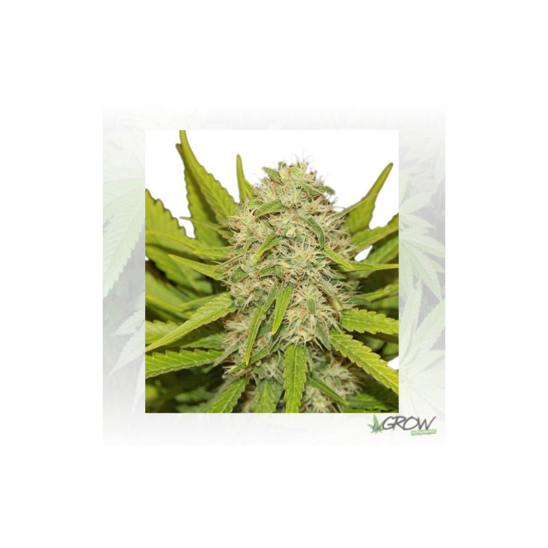 Skunk XL Royal Queen Seeds - 5 Seeds
