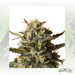 Bubblegum XL Royal Queen Seeds - 5 Seeds