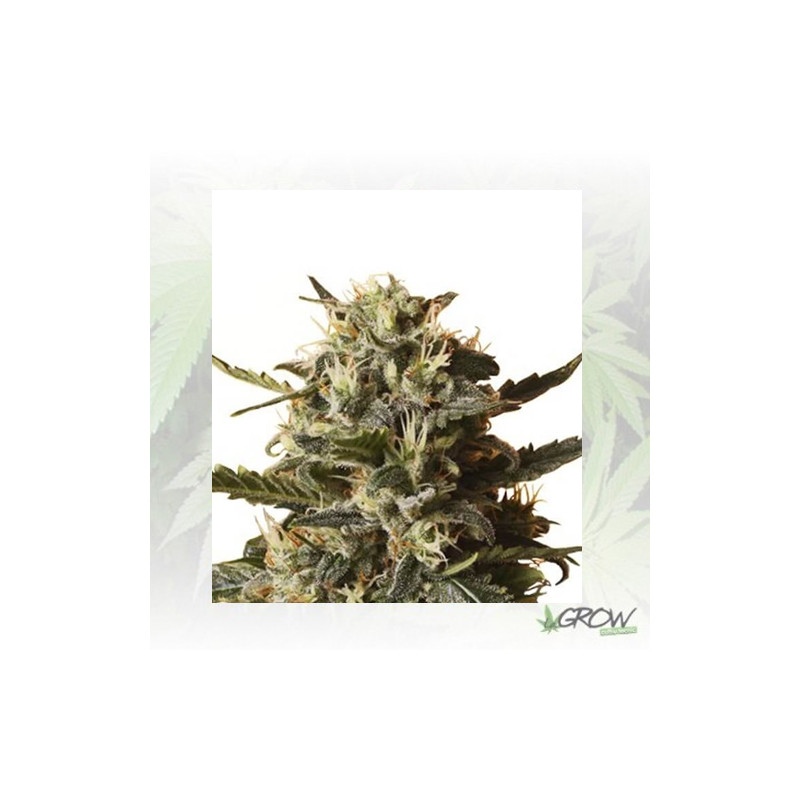 Bubblegum XL Royal Queen Seeds - 1 Seed