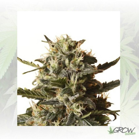 Bubblegum XL Royal Queen Seeds - 1 Seed