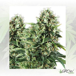 Honey Cream FV Royal Queen Seeds - 10 Seeds