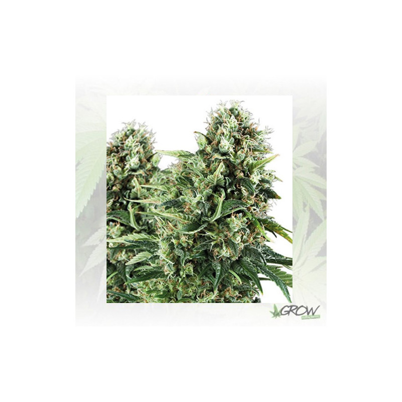 Honey Cream FV Royal Queen Seeds - 10 Seeds