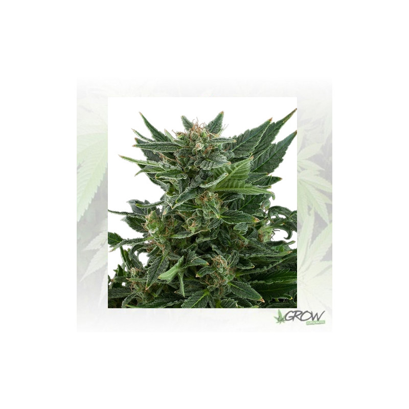 Royal Kush Auto Royal Queen Seeds - 3 Seeds