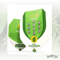 Royal Creamatic Auto Royal Queen Seeds - 3 Seeds