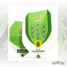 Royal Creamatic Auto Royal Queen Seeds - 3 Seeds