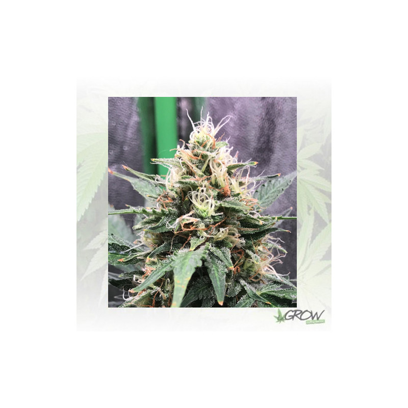 Amnesia Haze Auto Royal Queen - 5 Seeds
