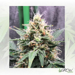 Amnesia Haze Auto Royal Queen - 10 Seeds