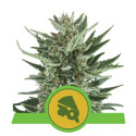 Royal Cheese Auto Royal Queen Seeds - 1 Seed