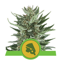 Royal Cheese Auto Royal Queen Seeds - 1 Seed
