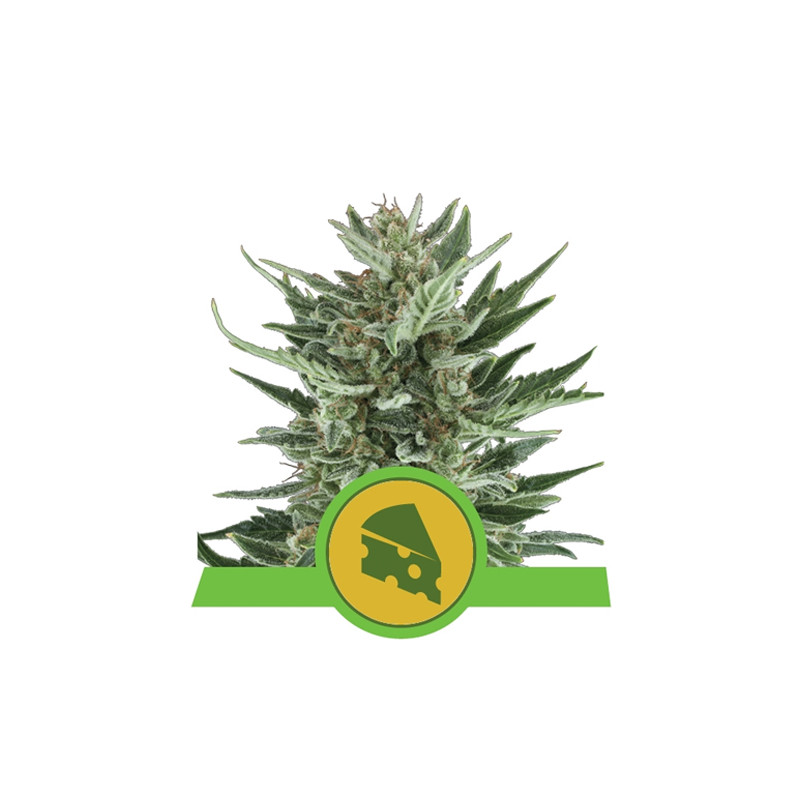 Royal Cheese Auto Royal Queen Seeds - 1 Seed