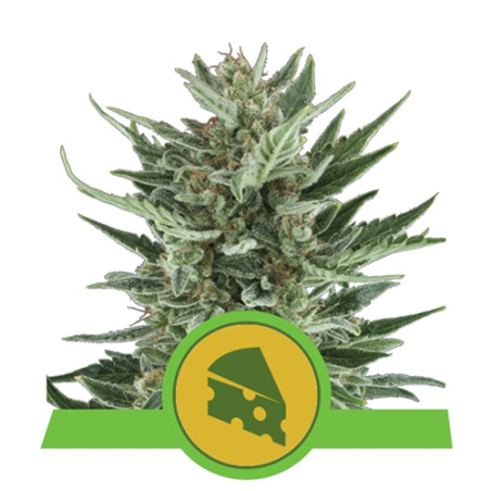 Royal Cheese Auto Royal Queen Seeds - 1 Seed