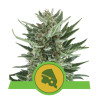 Royal Cheese Auto Royal Queen Seeds - 1 Seed