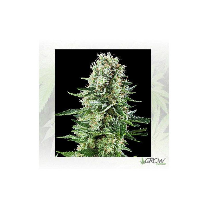 White Widow Auto Royal Queen Seeds - 1 Seed