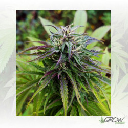 Royal Jack Auto Royal Queen Seeds - 5 Seeds