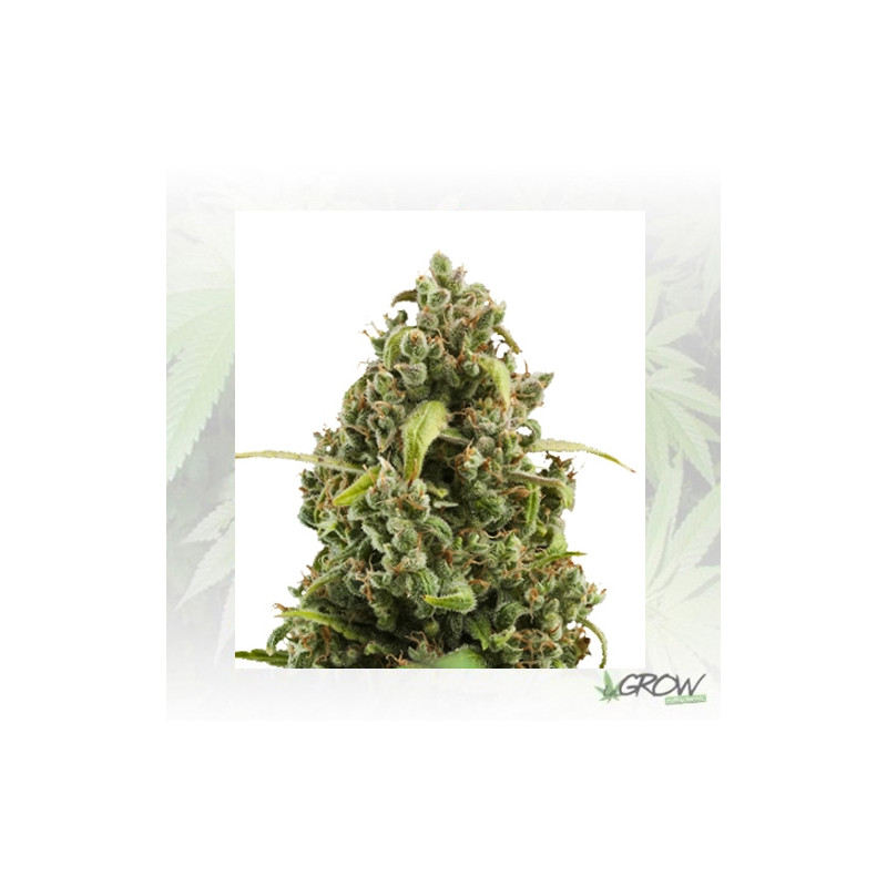 Diesel Auto Royal Queen Seeds - 1 Seed
