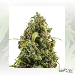 Diesel Auto Royal Queen Seeds - 10 Seeds
