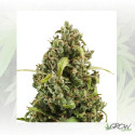 Diesel Auto Royal Queen Seeds - 3 Seeds