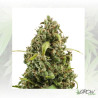 Diesel Auto Royal Queen Seeds - 5 Seeds