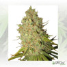 Bubble Kush Auto Royal Queen Seeds - 3 Seeds