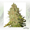 Bubble Kush Auto Royal Queen Seeds - 5 Seeds