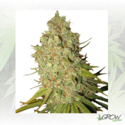 Bubble Kush Auto Royal Queen Seeds - 5 Seeds