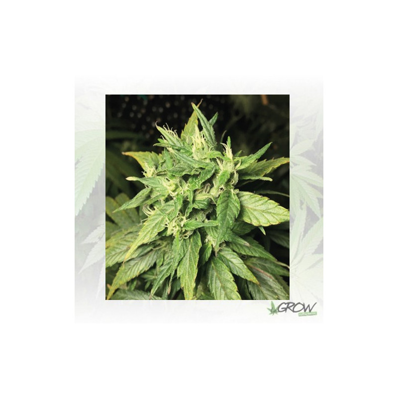 Dance World Royal Queen Seeds - 1 Seed