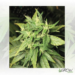 Dance World Royal Queen Seeds - 5 Seeds