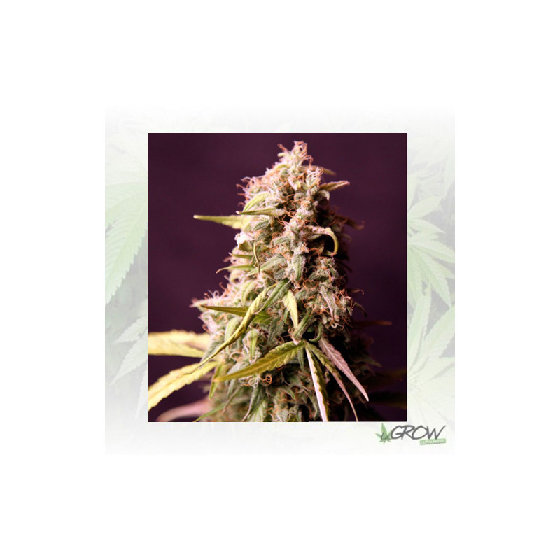 Royal Medic Royal Queen Seeds - 3 Seeds
