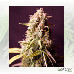 Royal Medic Royal Queen Seeds - 10 Seeds