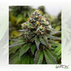 Euphoria Royal Queen Seeds - 1 Seed