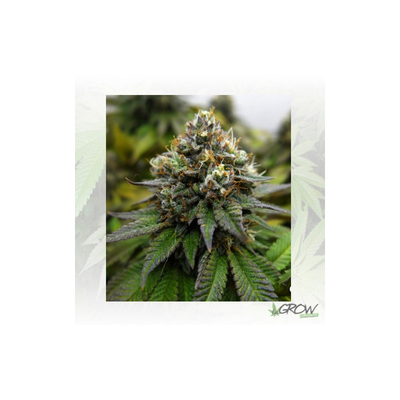 Euphoria Royal Queen Seeds - 1 Seed