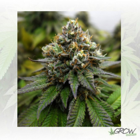 Euphoria Royal Queen Seeds - 3 Seeds