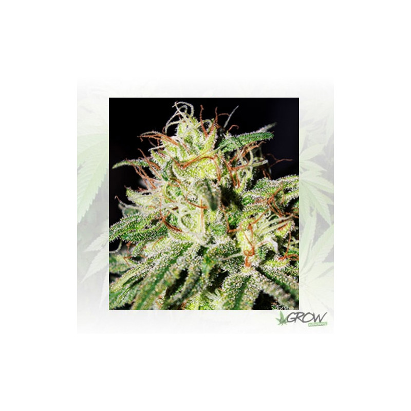 Medical Mass Royal Queen Seeds - 5 Seeds