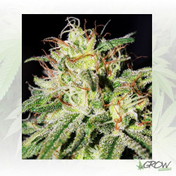 Medical Mass Royal Queen Seeds - 10 Seeds