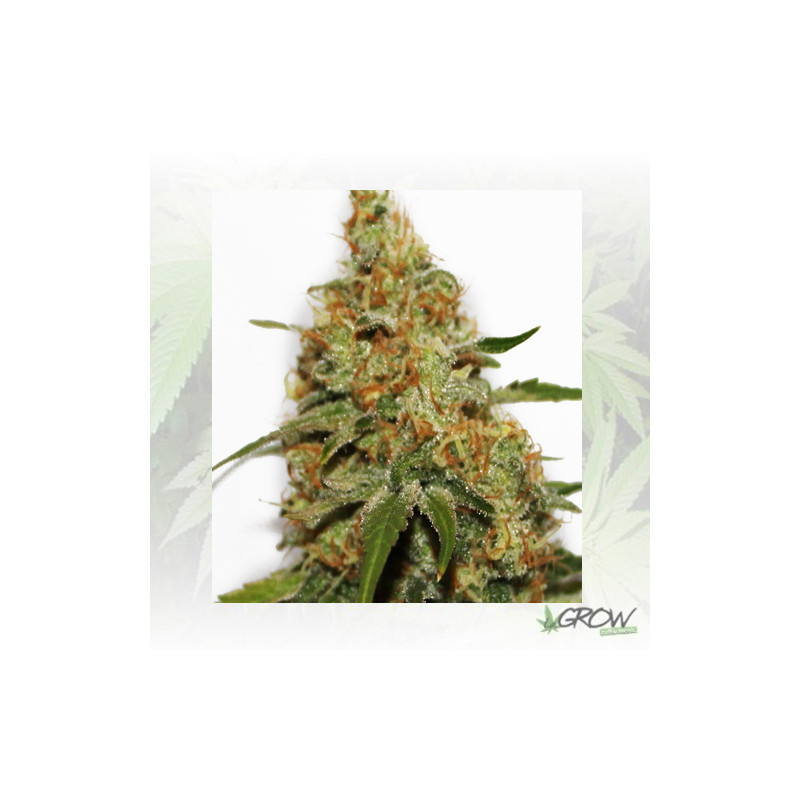 Painkiller XL Royal Queen Seeds - 3 Seeds