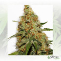 Painkiller XL Royal Queen Seeds - 5 Seeds