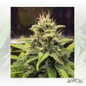 Blue Cheese Royal Queen Seeds - 3 Seeds