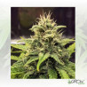 Blue Cheese Royal Queen Seeds - 3 Seeds