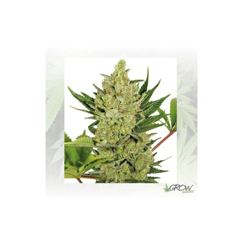 Blue Cheese Auto Barney's Farm - 3 Seeds