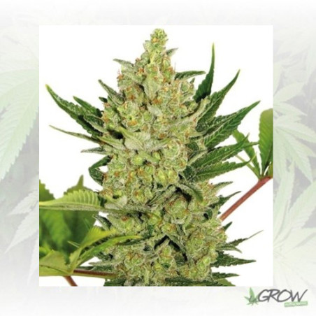 Blue Cheese Auto Barney's Farm - 3 Seeds