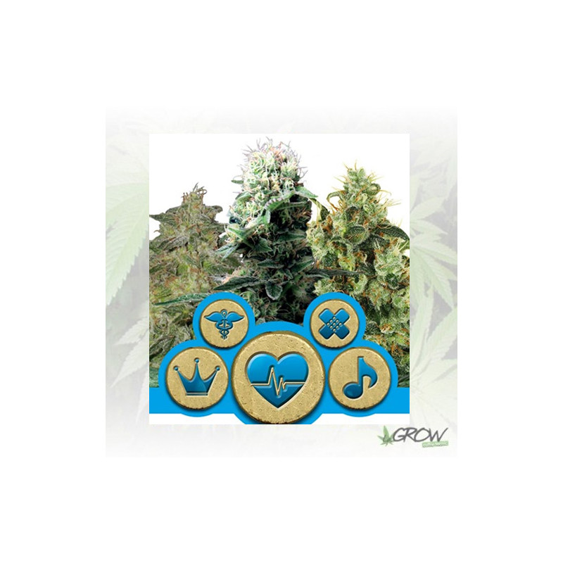 CBD Mix Royal Queen Seeds - 3 Seeds
