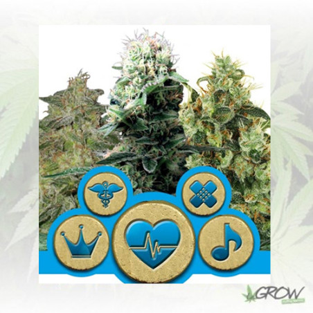 CBD Mix Royal Queen Seeds - 3 Seeds