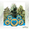 CBD Mix Royal Queen Seeds - 3 Seeds