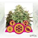 Femenized Mix Royal Queen Seeds - 3 Seeds