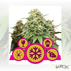 Femenized Mix Royal Queen Seeds - 3 Seeds